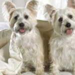 如何利用社交媒体提升赏金女王的知名度 3aagtt0