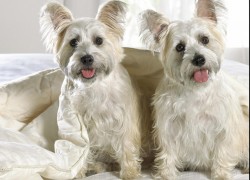 如何利用社交媒体提升赏金女王的知名度