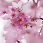 庆余年电游中的剧情选择对游戏的影响 3r64udl