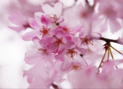 庆余年电游中的剧情选择对游戏的影响