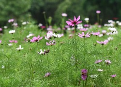 庆余年电游的经济系统与交易市场分析