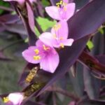 赏金女王的职业风险:如何规避潜在危险 aykz7