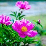 赏金女王的经典案例:成功捕获目标的故事 jpqxgro3