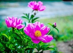 赏金女王的经典案例:成功捕获目标的故事