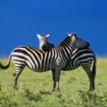 赏金大对决:团队合作的重要性与技巧 scyqe0pj