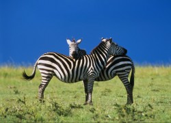 赏金大对决:团队合作的重要性与技巧