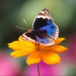 赏金大对决中的心理战:如何掌控对手? sz3326q