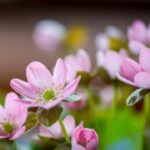 从零开始:赏金女王的成长之路与心路历程 tl92e